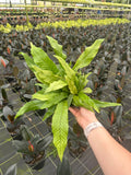 FERN Footed Crocodyllus Live Plant 6in