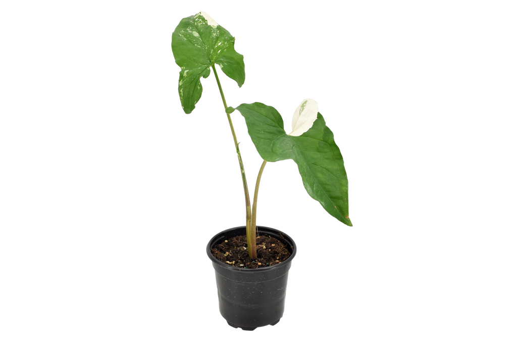 Syngonium Albo 4 inch Grower Pot