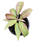 Hoya Merrilli Small Leaf 4 inch Grower Pot