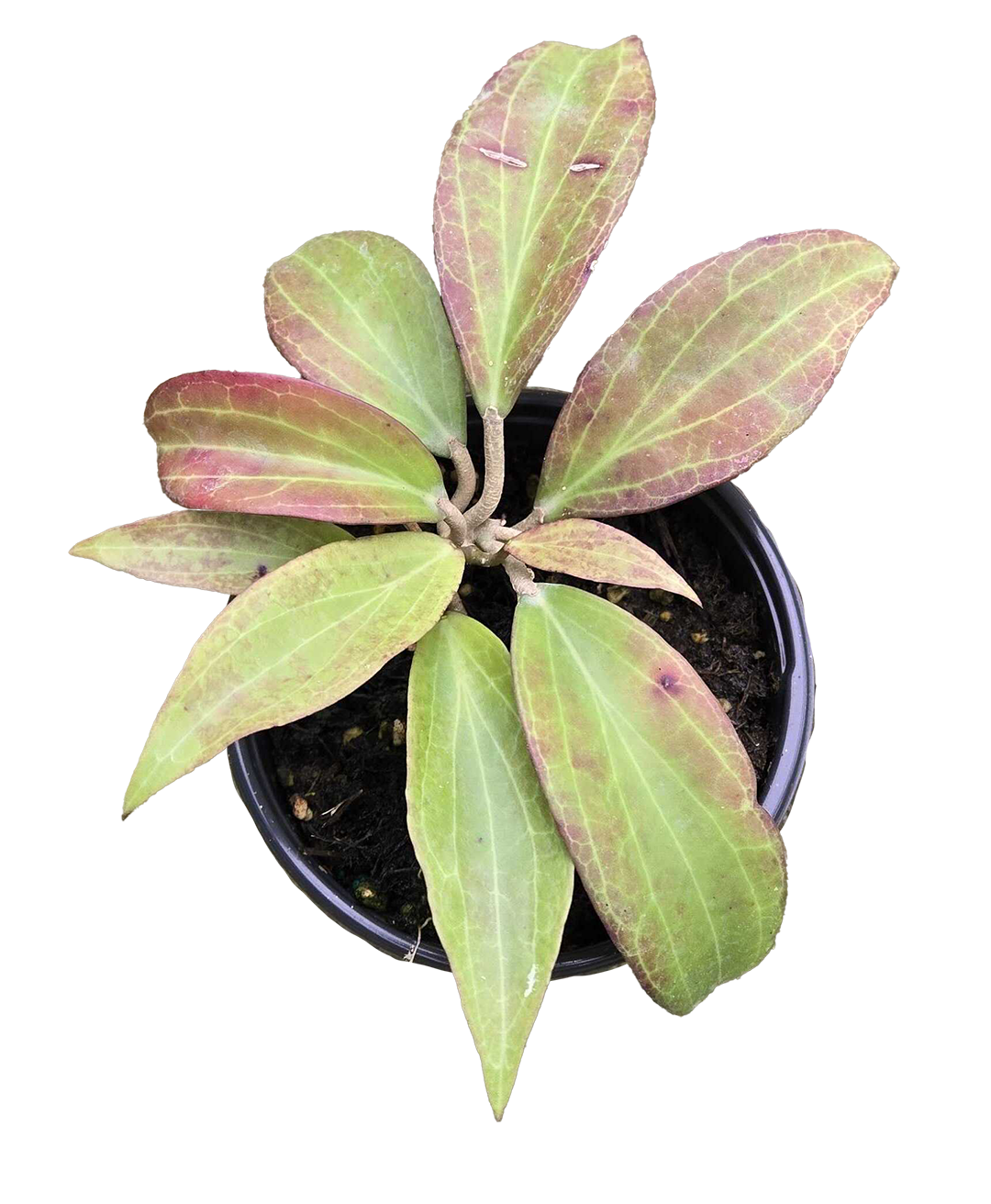 Hoya Merrilli Small Leaf 4 inch Grower Pot