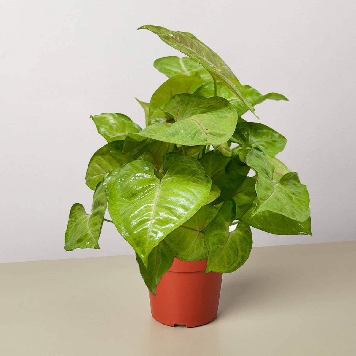 Syngonium Cream Allusion - 4" Pot
