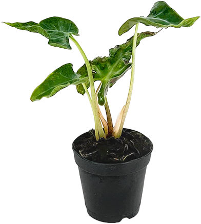 Alocasia Loco 4 inch Grower Pot