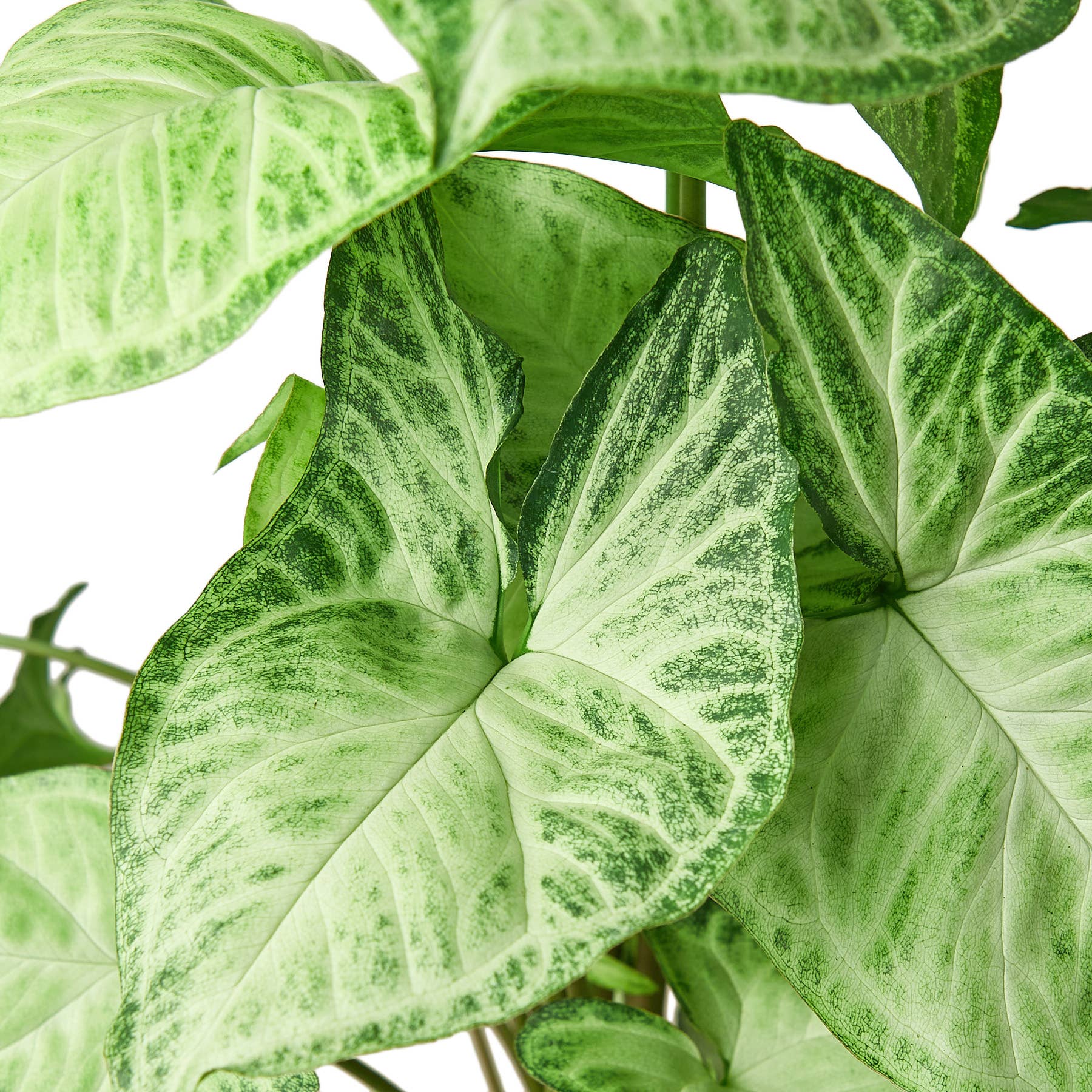 SYNGONIUM WHITE BUTTERFLY 6-inch