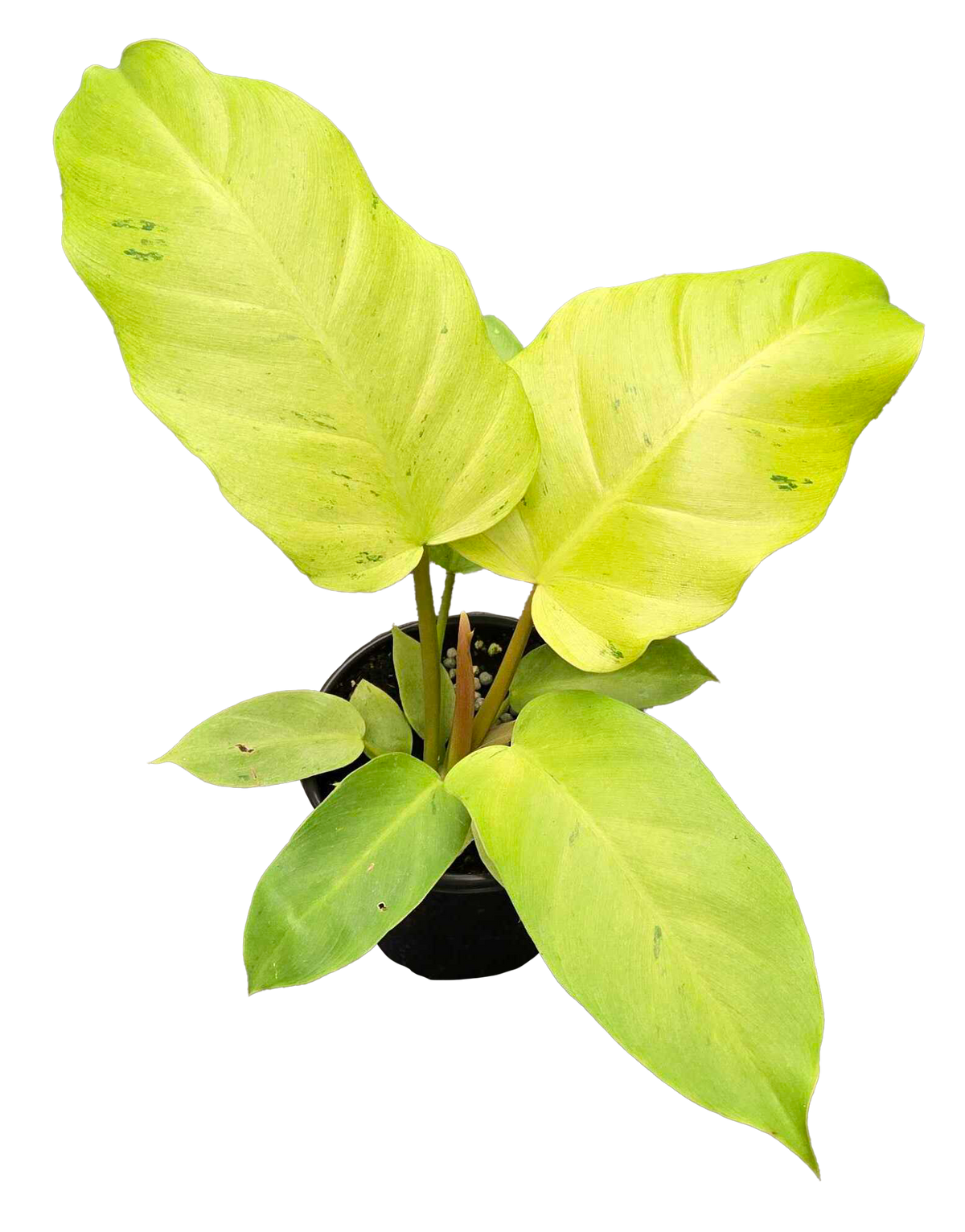 Philodendron Snowdrift 4 inch Grower Pot