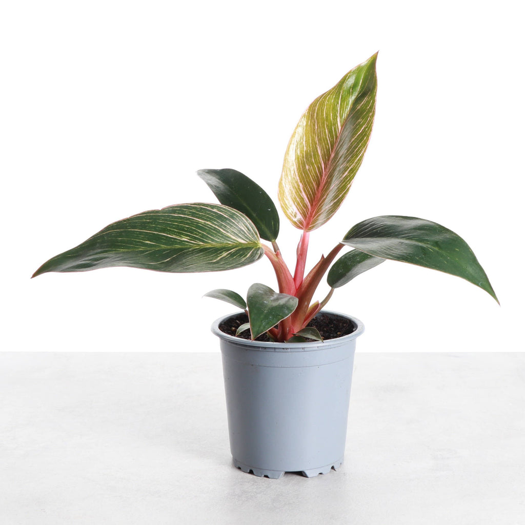 Kunzo bred Pink Philodendron Birkin - Live Plant - Rare