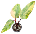 Philodendron Strawberry Shake 4 inch in Grower Pot