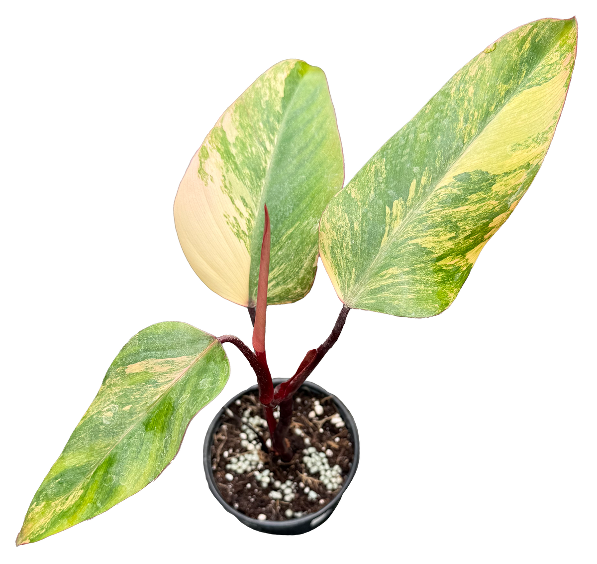 Philodendron Strawberry Shake 4 inch in Grower Pot