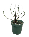 Alocasia Flying Squid 4 inch Grower Pot