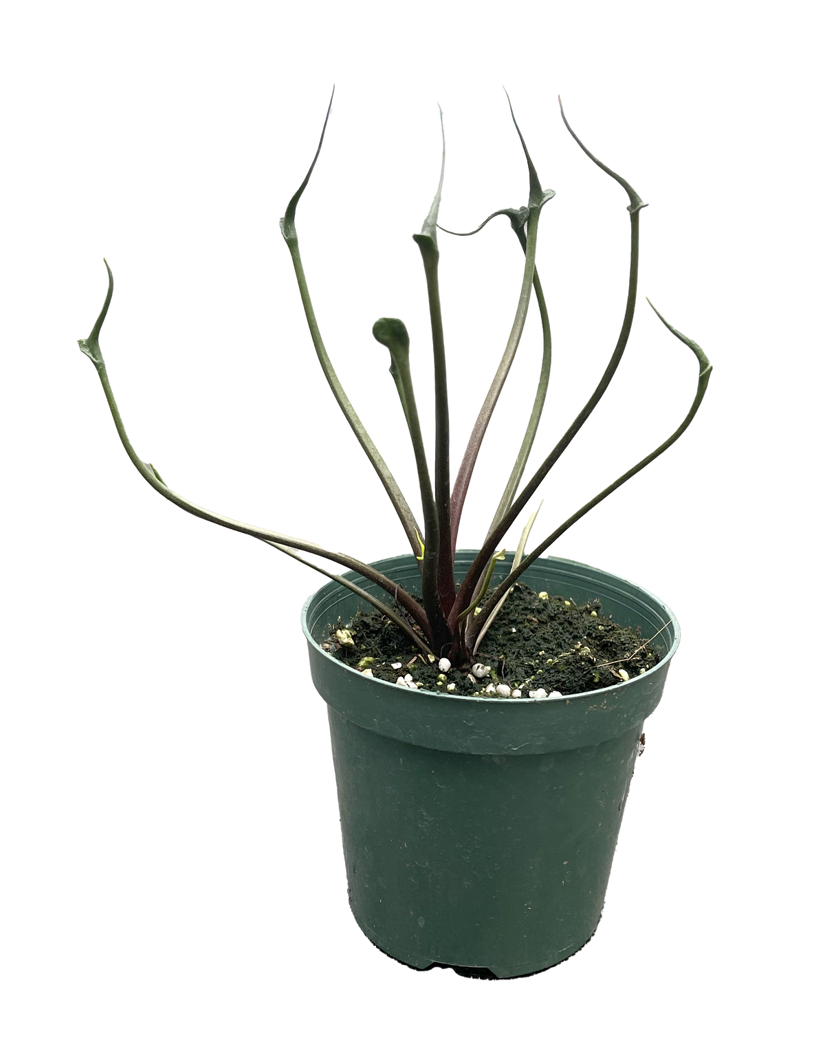 Alocasia Flying Squid 4 inch Grower Pot
