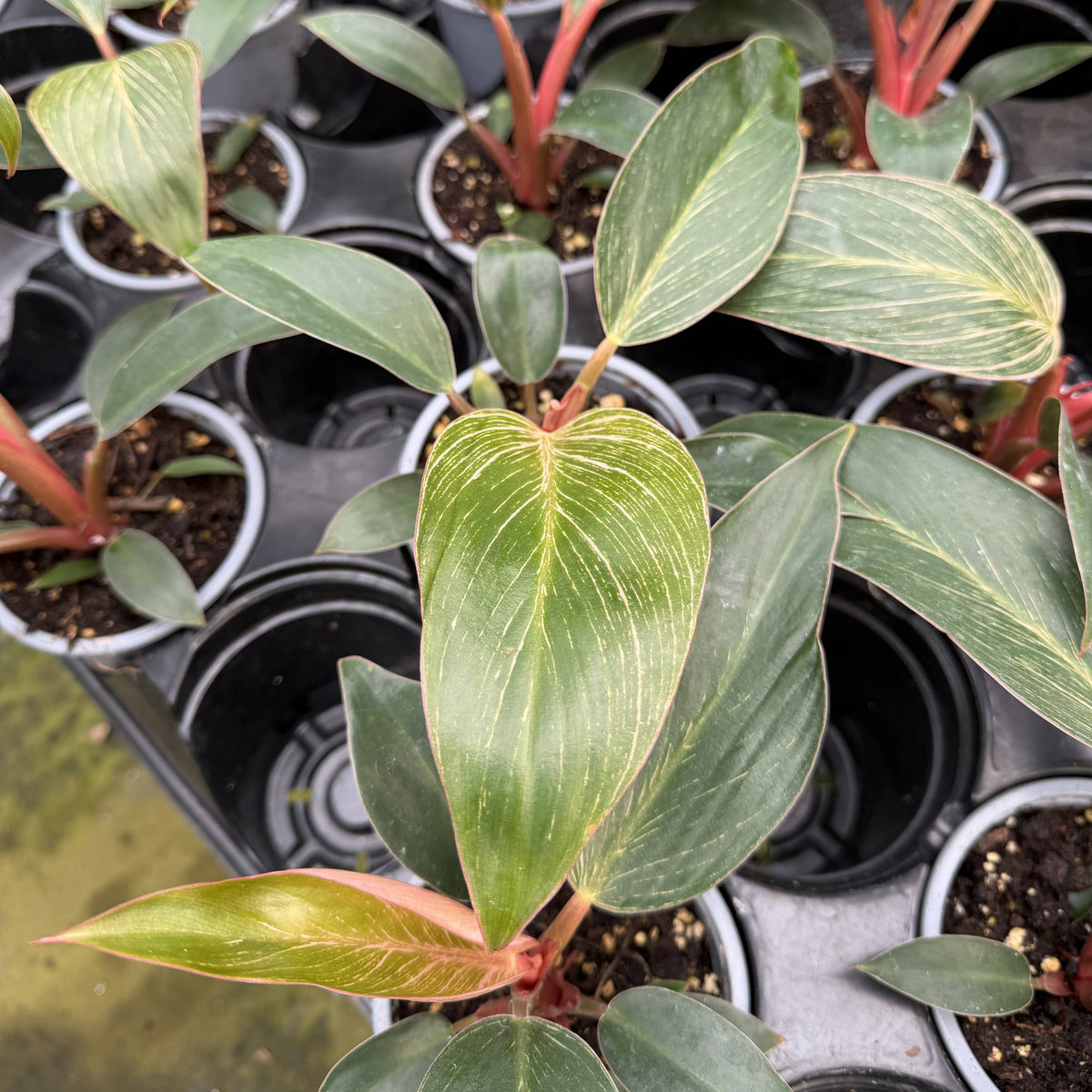 Kunzo bred Pink Philodendron Birkin - Live Plant - Rare