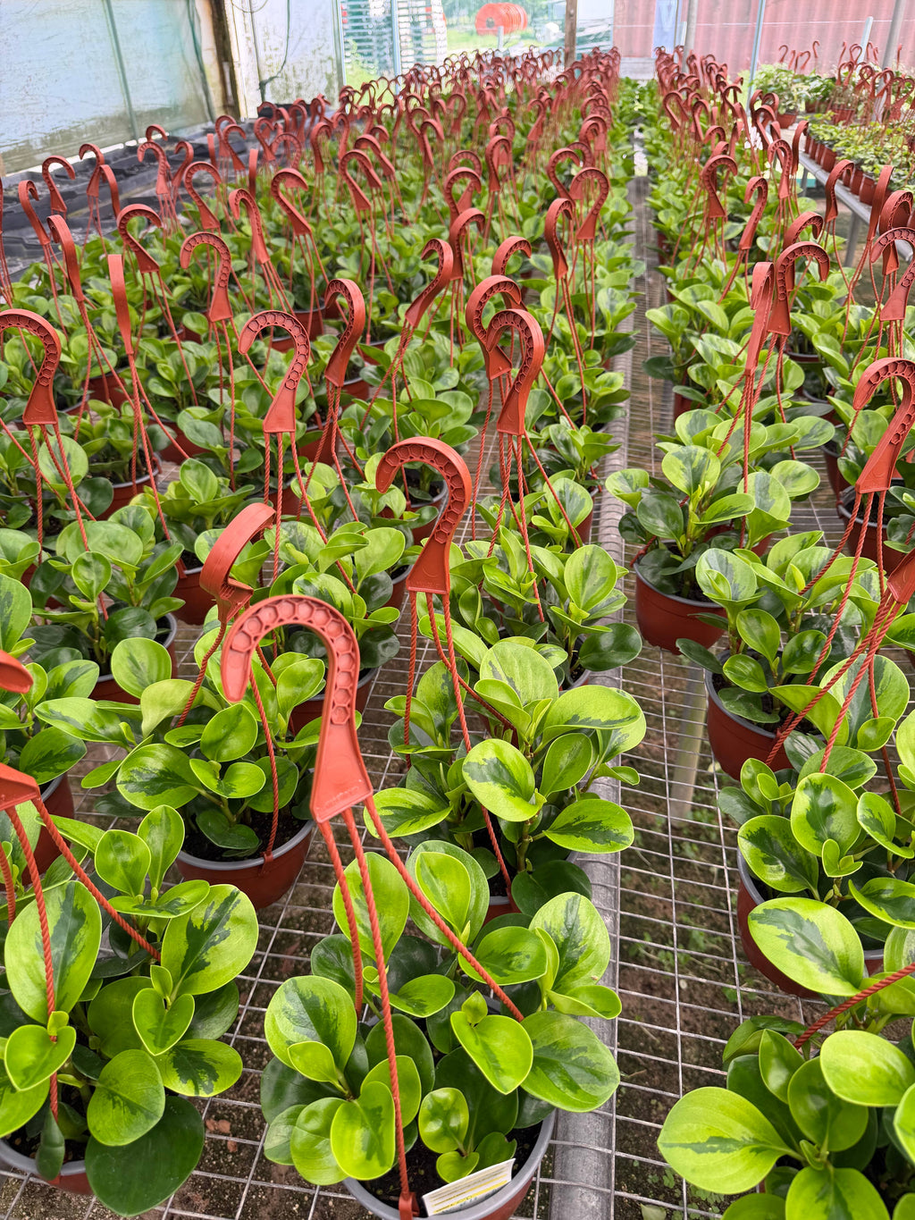 PEPEROMIA Obtusifolia ‘Lemon Lime’ Live Plant HB 6in
