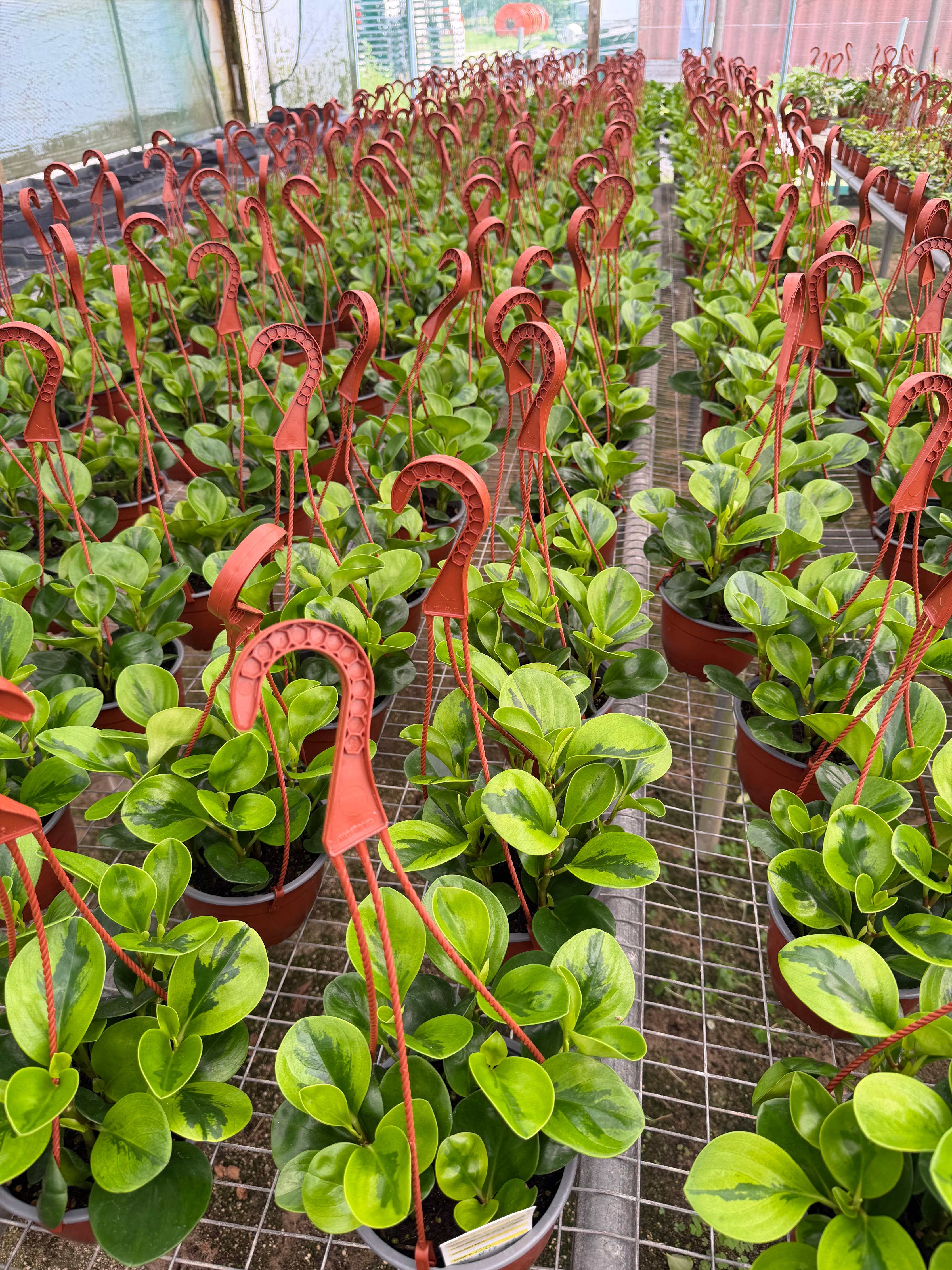 PEPEROMIA Obtusifolia ‘Lemon Lime’ Live Plant HB 6in