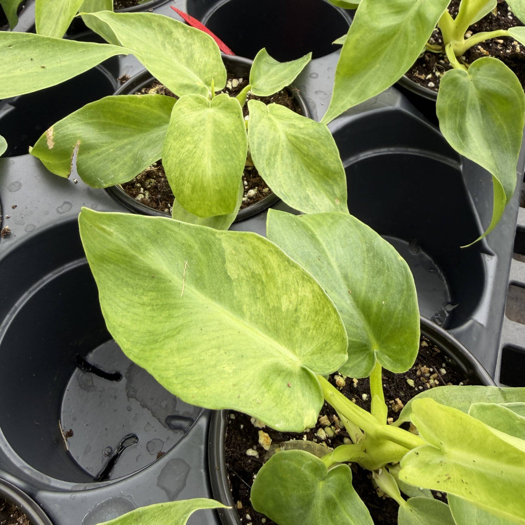 Philodendron Bob Cee Variegated - 4" Live Plant - Rare