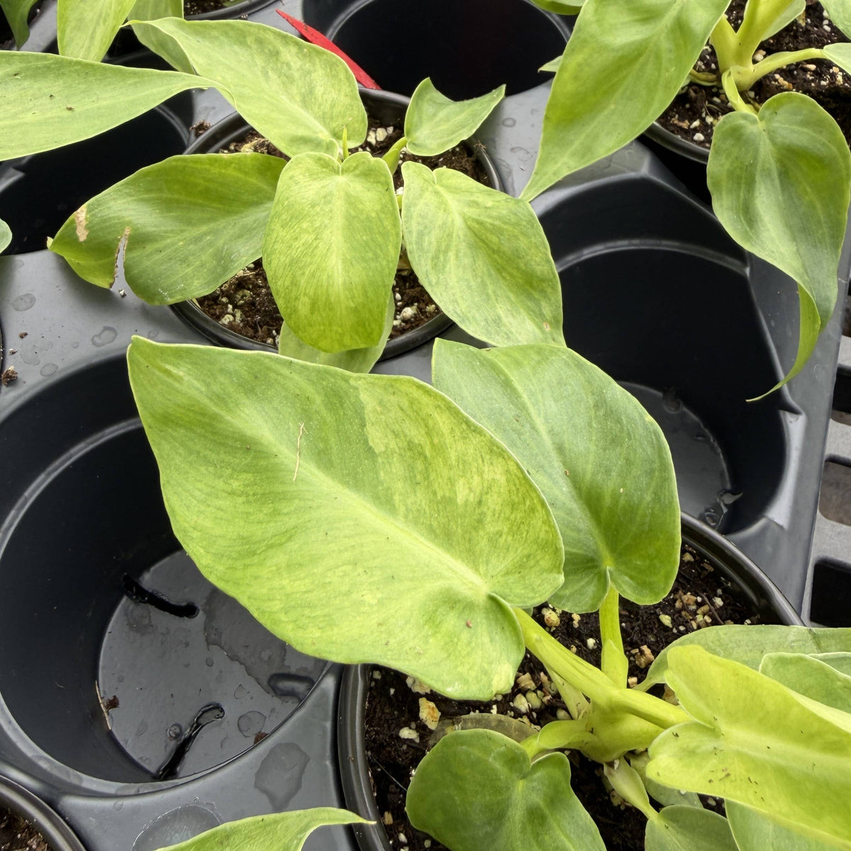 Philodendron Bob Cee Variegated - 4" Live Plant - Rare