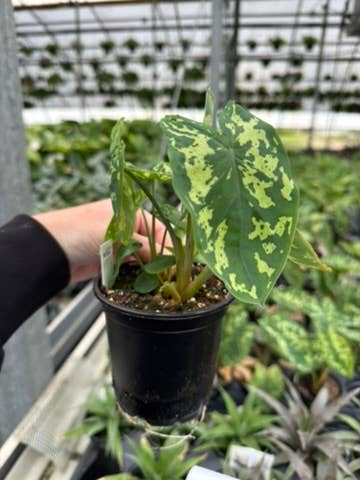 Alocasia Hilo Beauty - 4" Pot