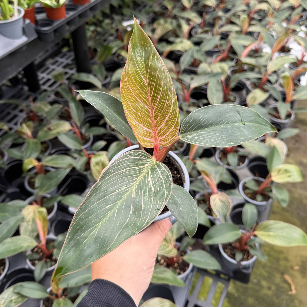 Kunzo bred Pink Philodendron Birkin - Live Plant - Rare