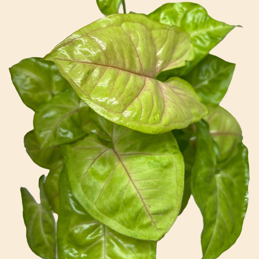 Syngonium Cream Allusion - 4" Pot