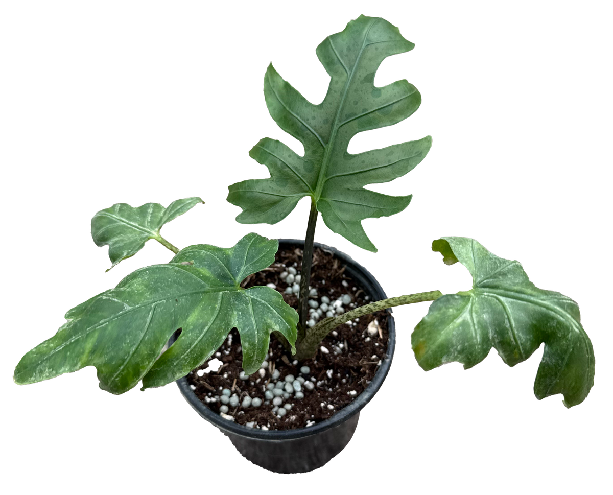 Alocasia Brancifolia 4in Grower Pot