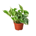 POTHOS MARBLE QUEEN 4-inch