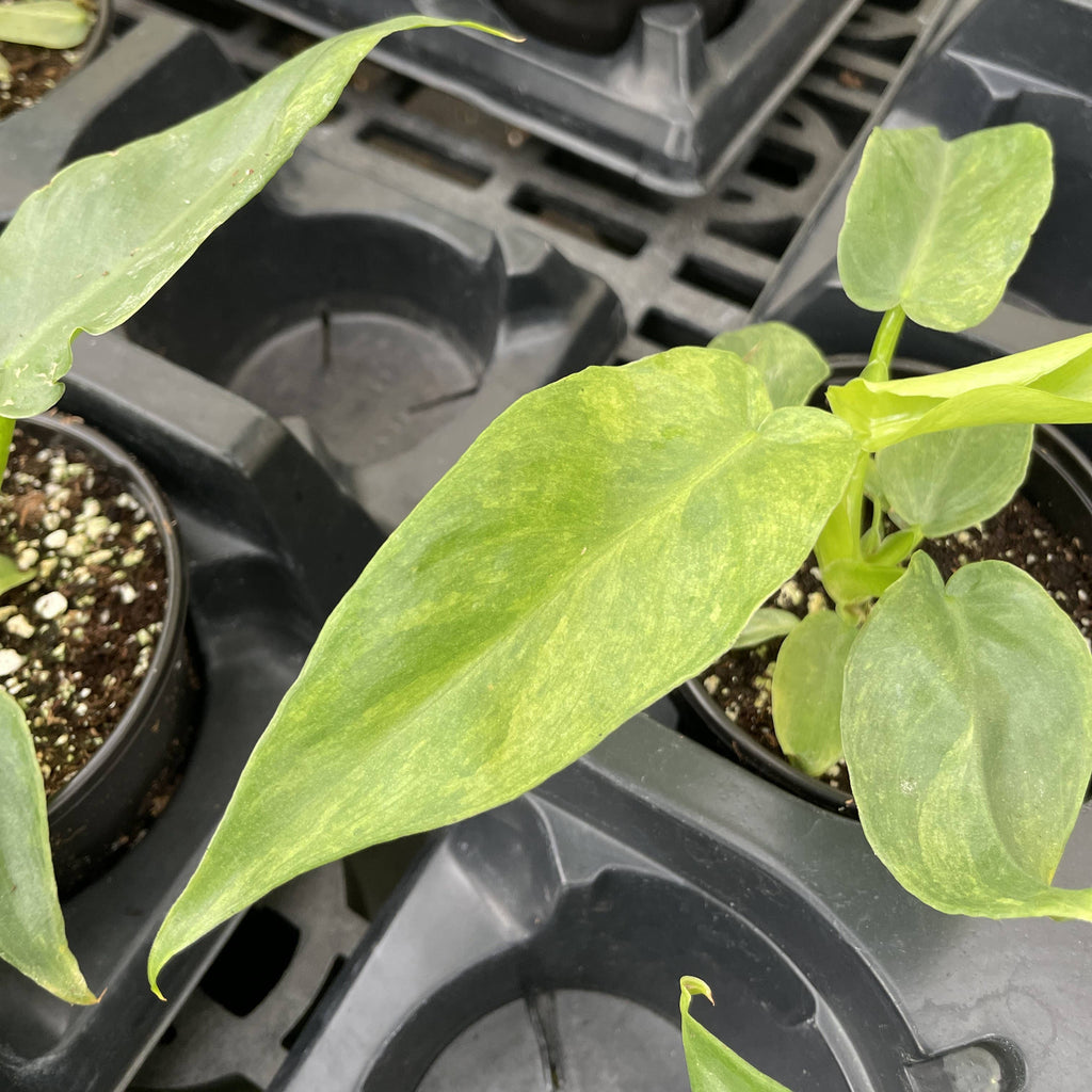 Philodendron Bob Cee Variegated - 4" Live Plant - Rare