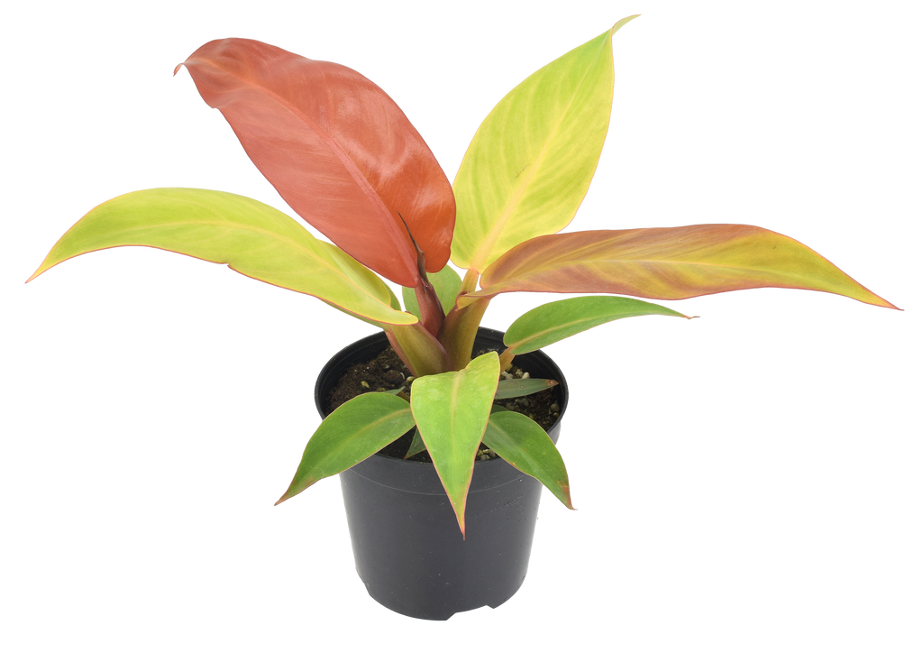 Philodendron Red Sun 4 inch Grower Pot