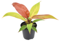 Philodendron Red Sun 4 inch Grower Pot