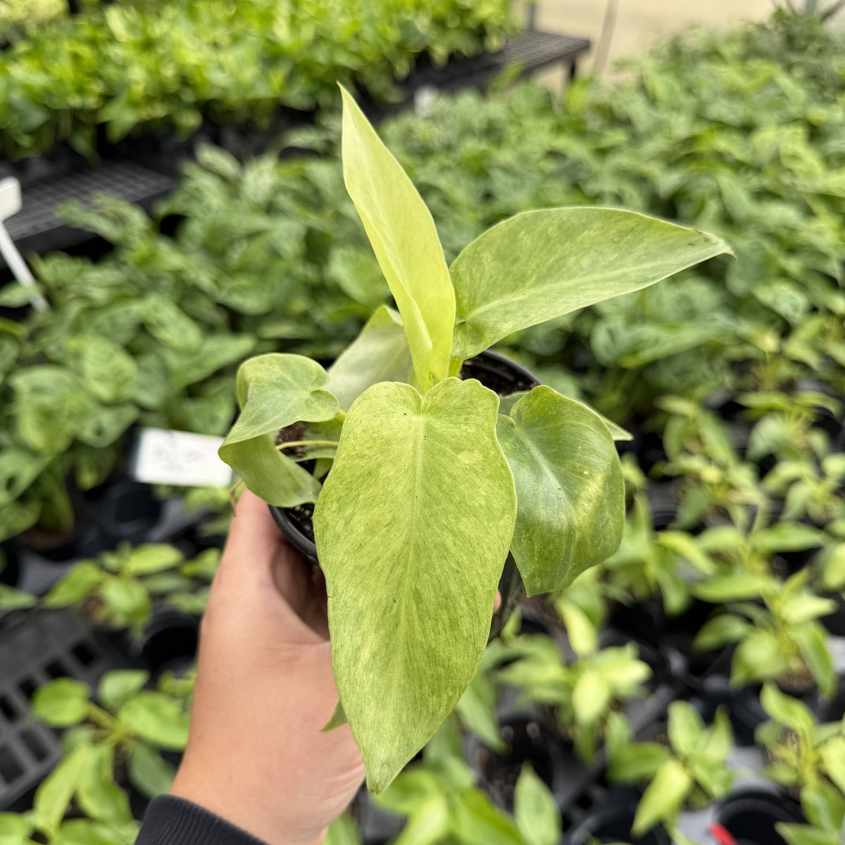 Philodendron Bob Cee Variegated - 4" Live Plant - Rare