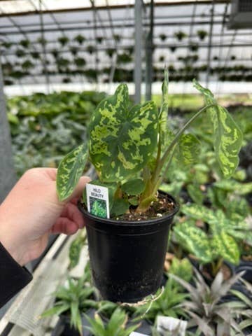 Alocasia Hilo Beauty - 4" Pot
