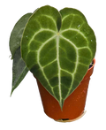 Anthurium Clarinervium 4 inch Grower Pot