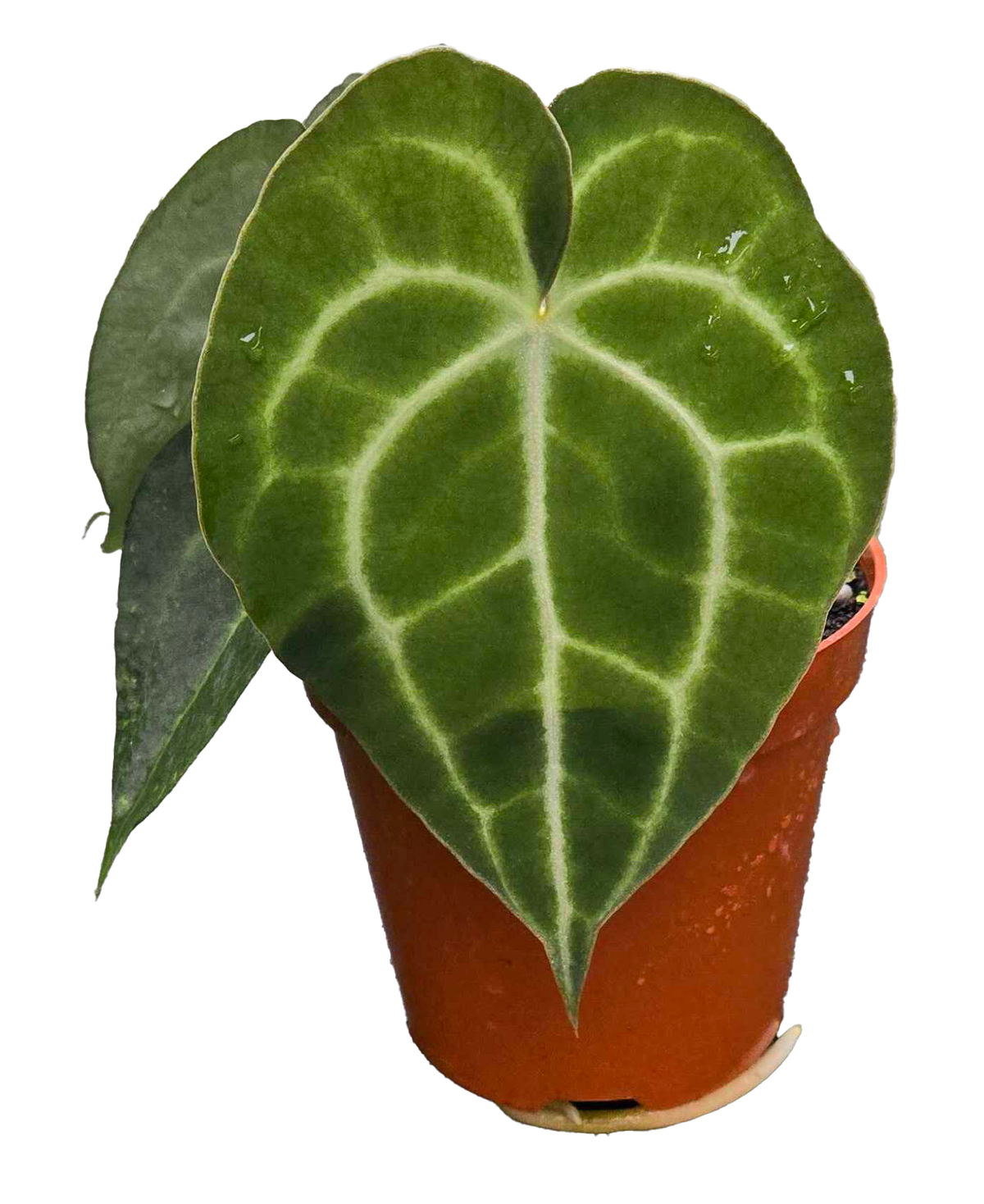 Anthurium Clarinervium 4 inch Grower Pot
