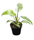 Philodendron White Wizard 4 inch Grower Pot