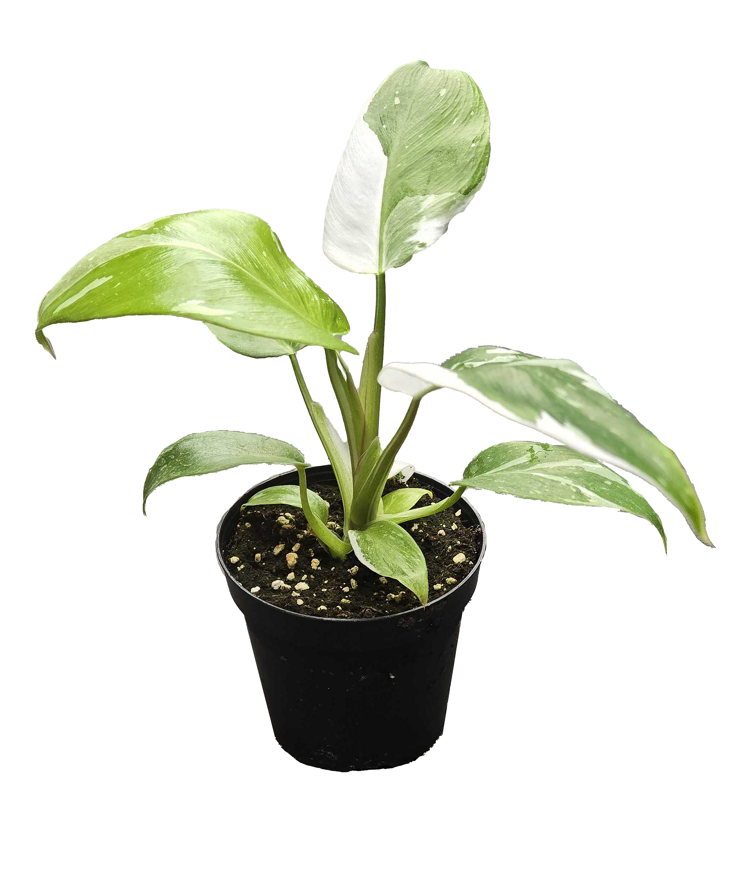 Philodendron White Wizard 4 inch Grower Pot