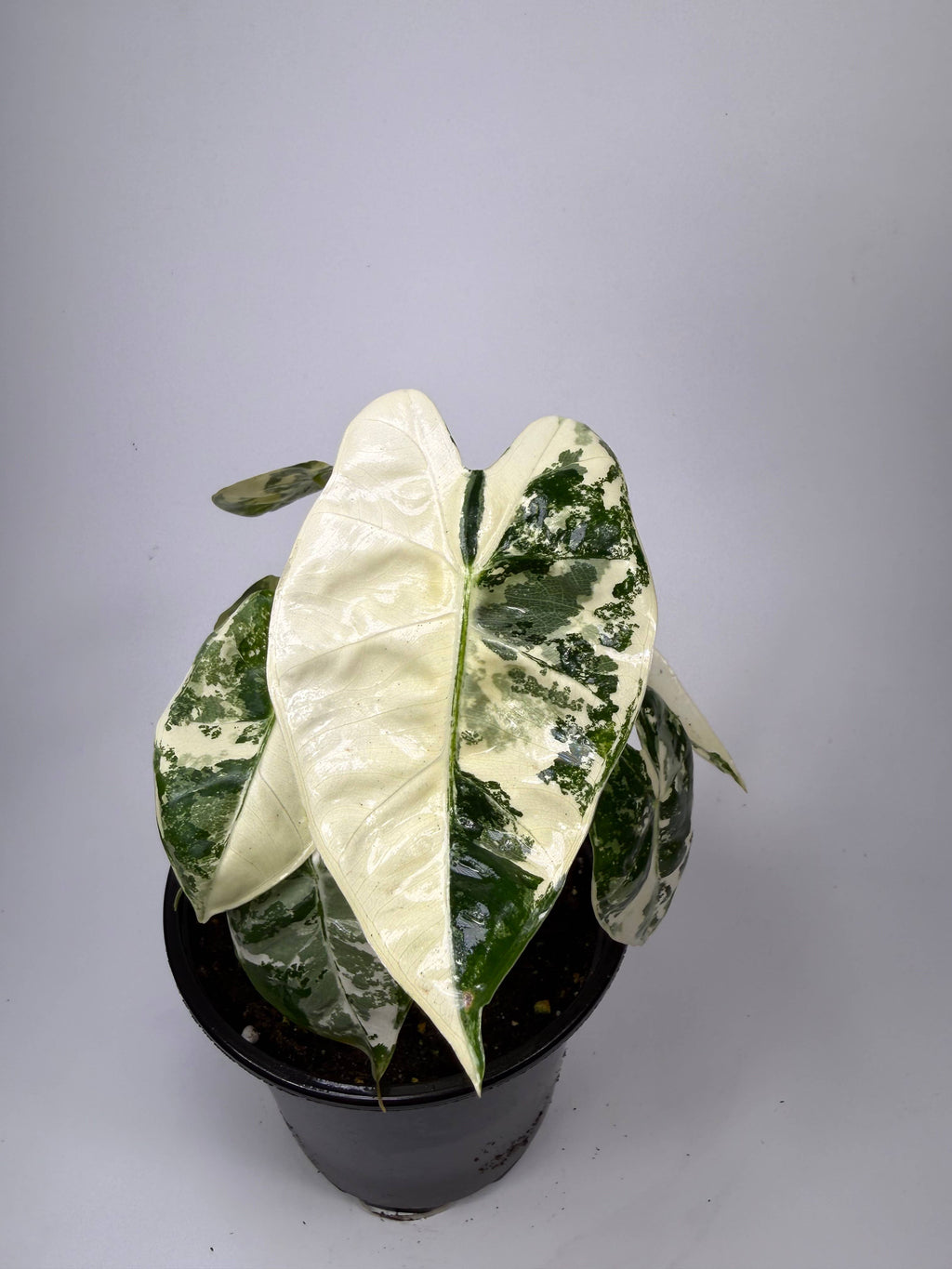 Alocasia Variegated Frydek - 4" Pot