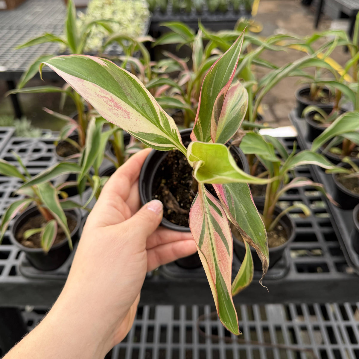 Pink Variegated Banana - Musa Nono Specimen - 4" Live Plant