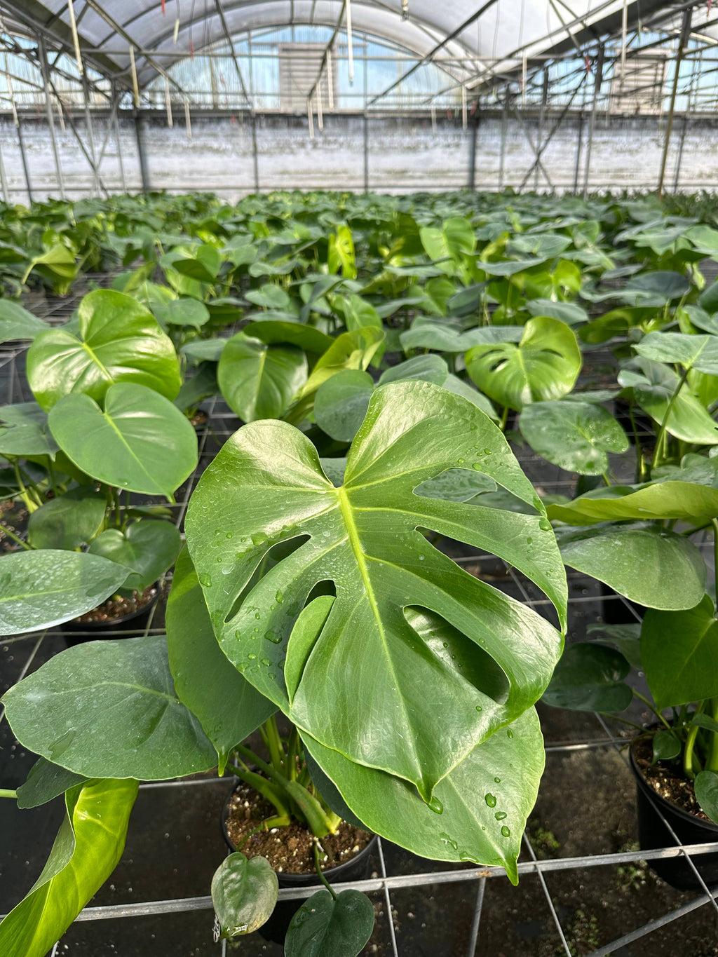 MONSTERA Deliciosa Live Plant 6in