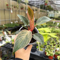 Kunzo bred Pink Philodendron Birkin - Live Plant - Rare
