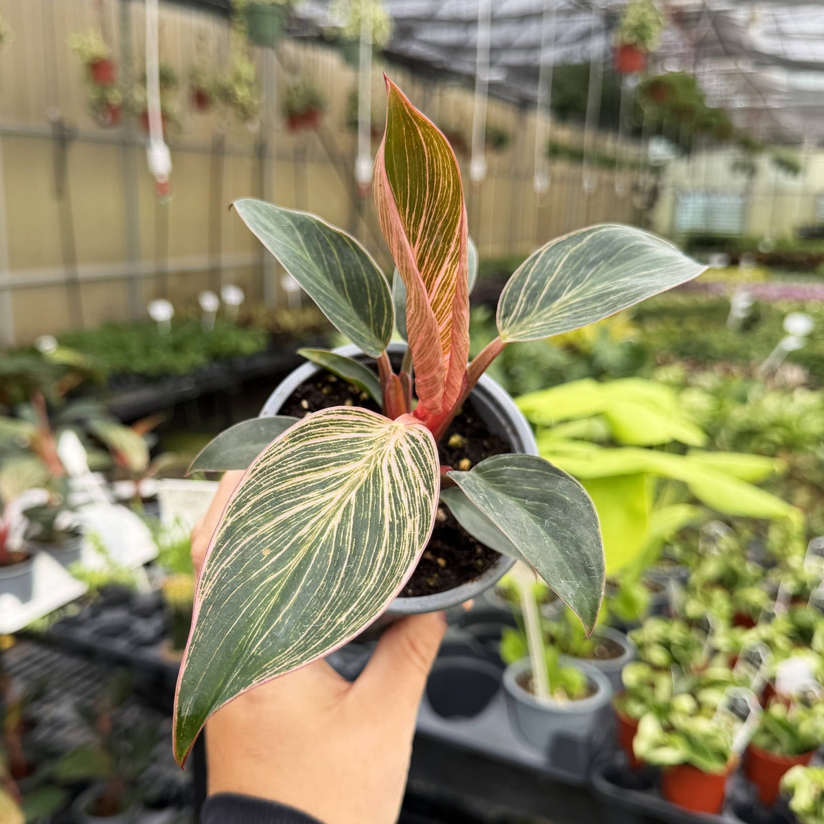 Kunzo bred Pink Philodendron Birkin - Live Plant - Rare
