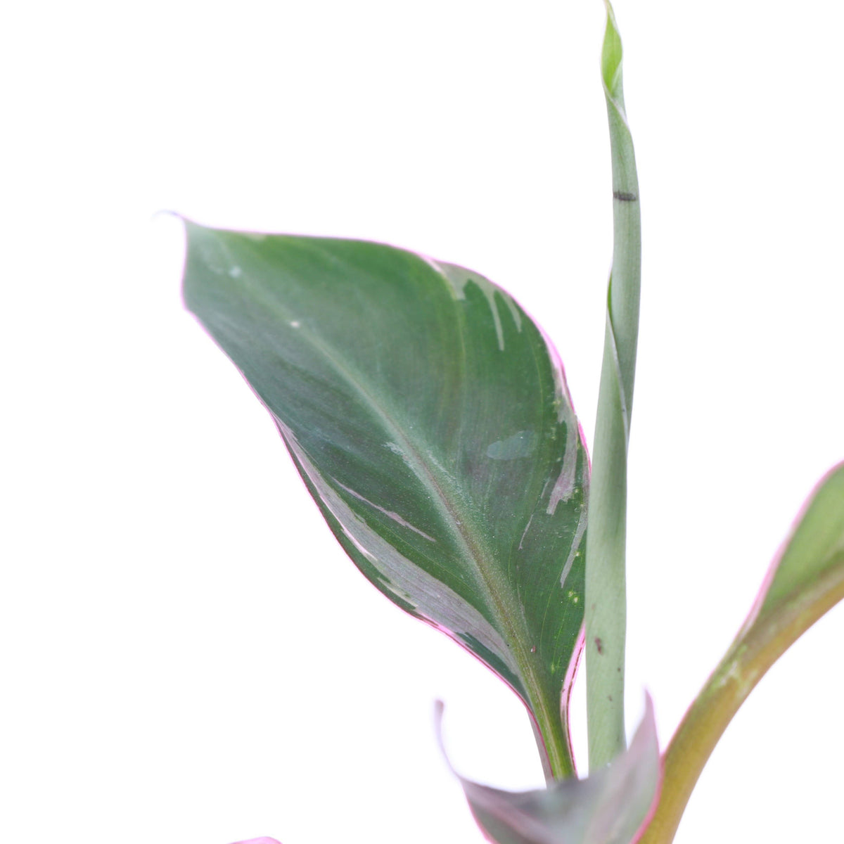 Pink Variegated Banana - Musa Nono Specimen - 4" Live Plant