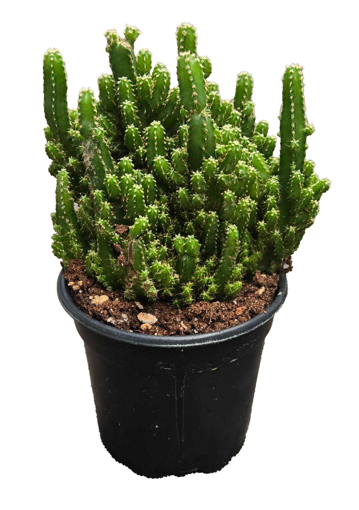Fairy Castle Cactus 4 inch Grower Pot