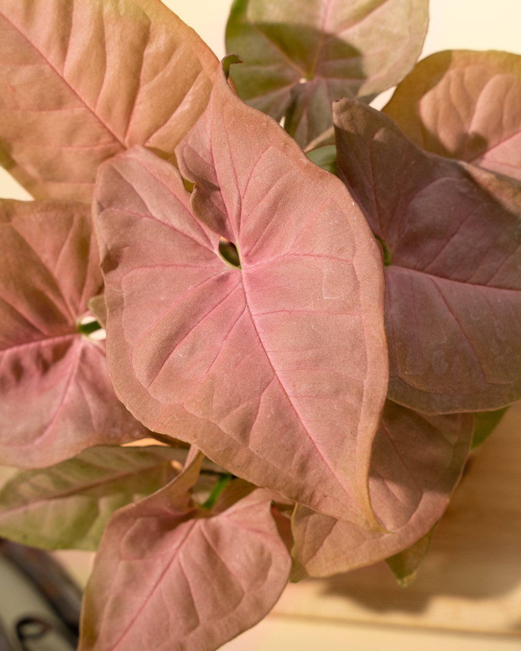 4" Syngonium 'Neon Pink'
