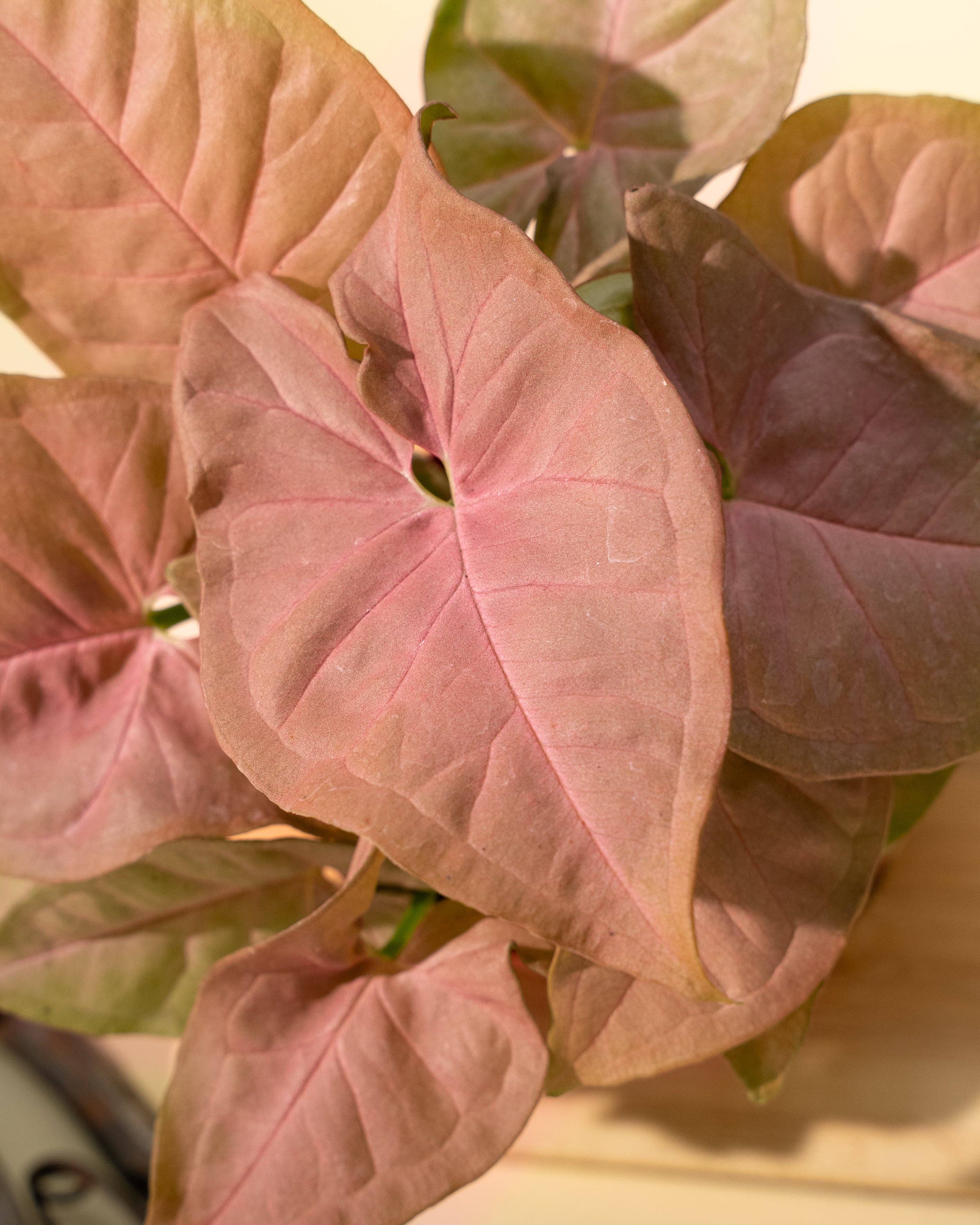 4" Syngonium 'Neon Pink'