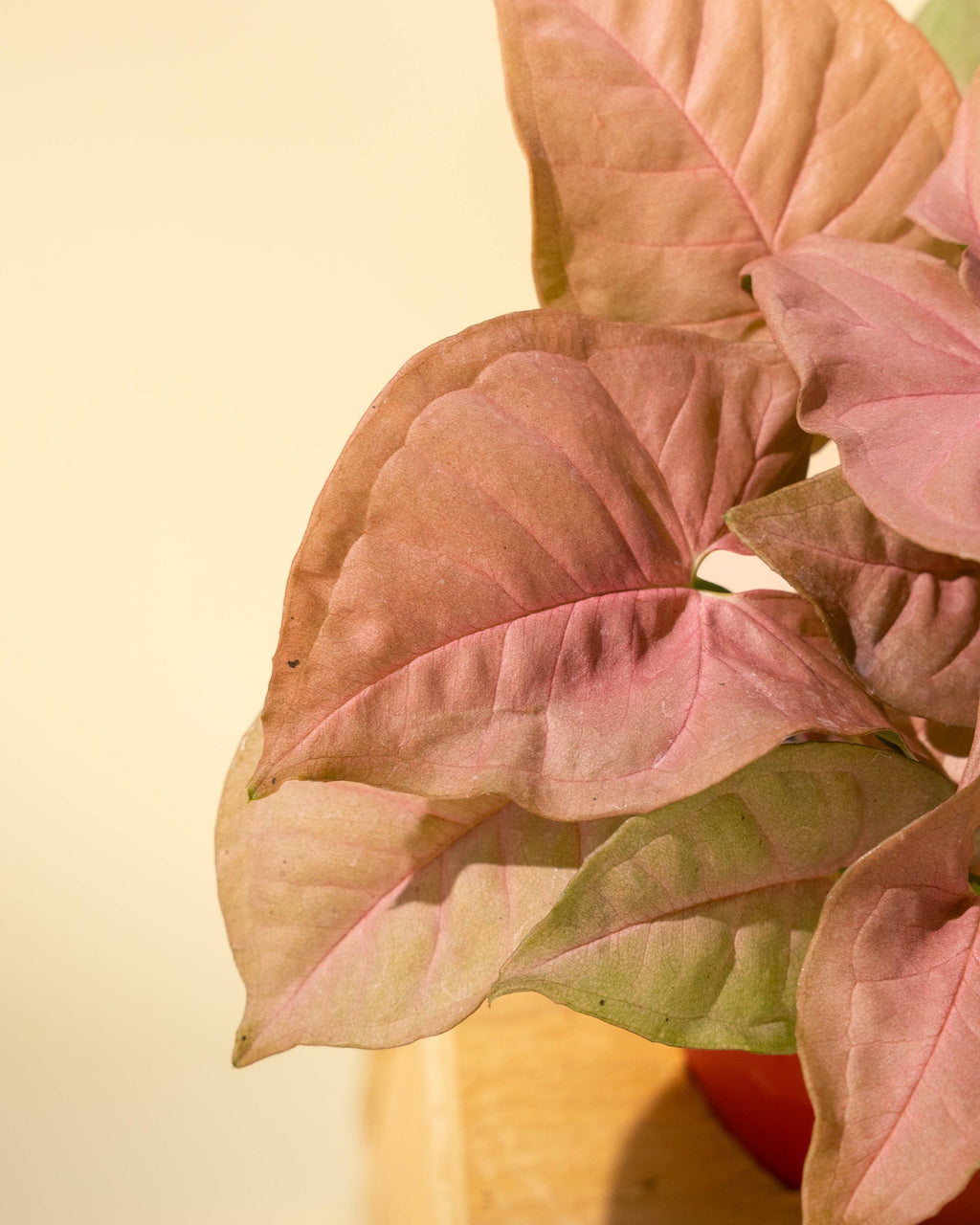 4" Syngonium 'Neon Pink'