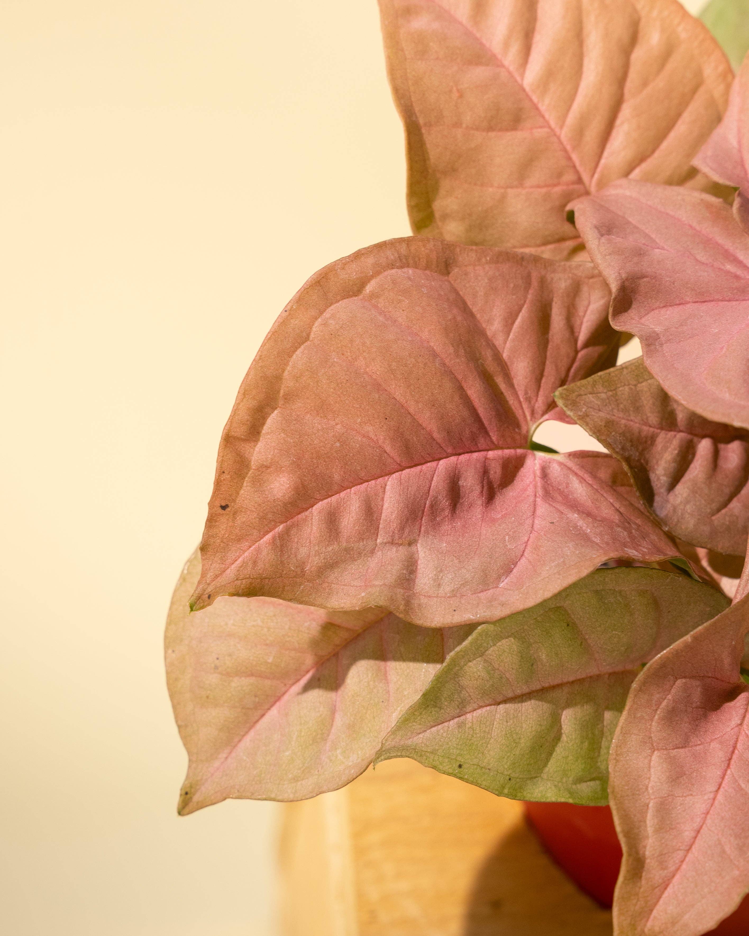 4" Syngonium 'Neon Pink'