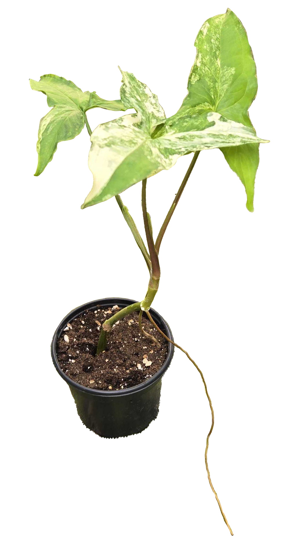 Syngonium Albo 4 inch Grower Pot