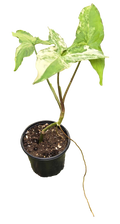 Syngonium Albo 4 inch Grower Pot