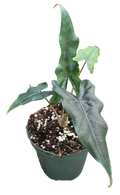 Alocasia Sabrina 4in Grow Pot