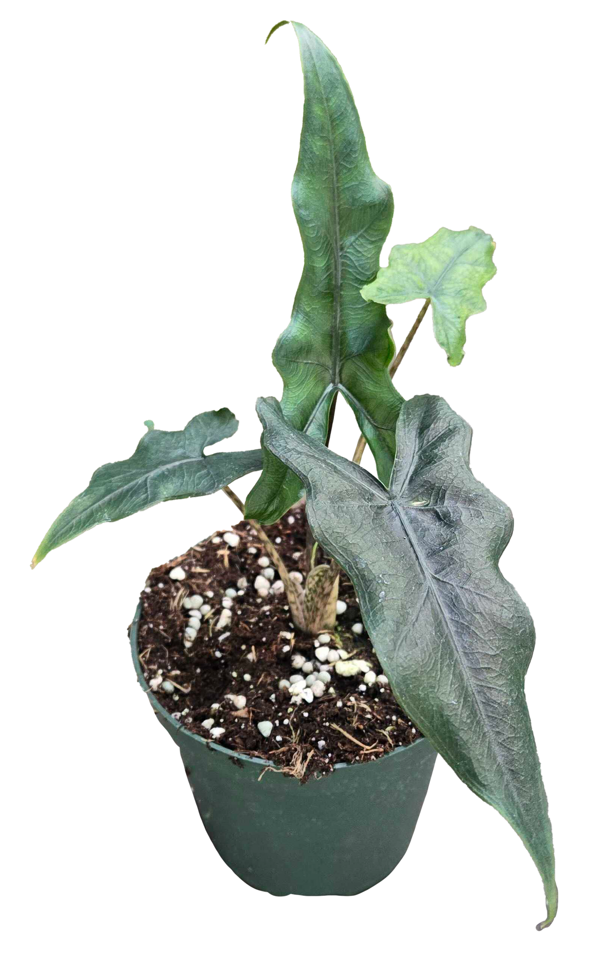 Alocasia Sabrina 4in Grow Pot