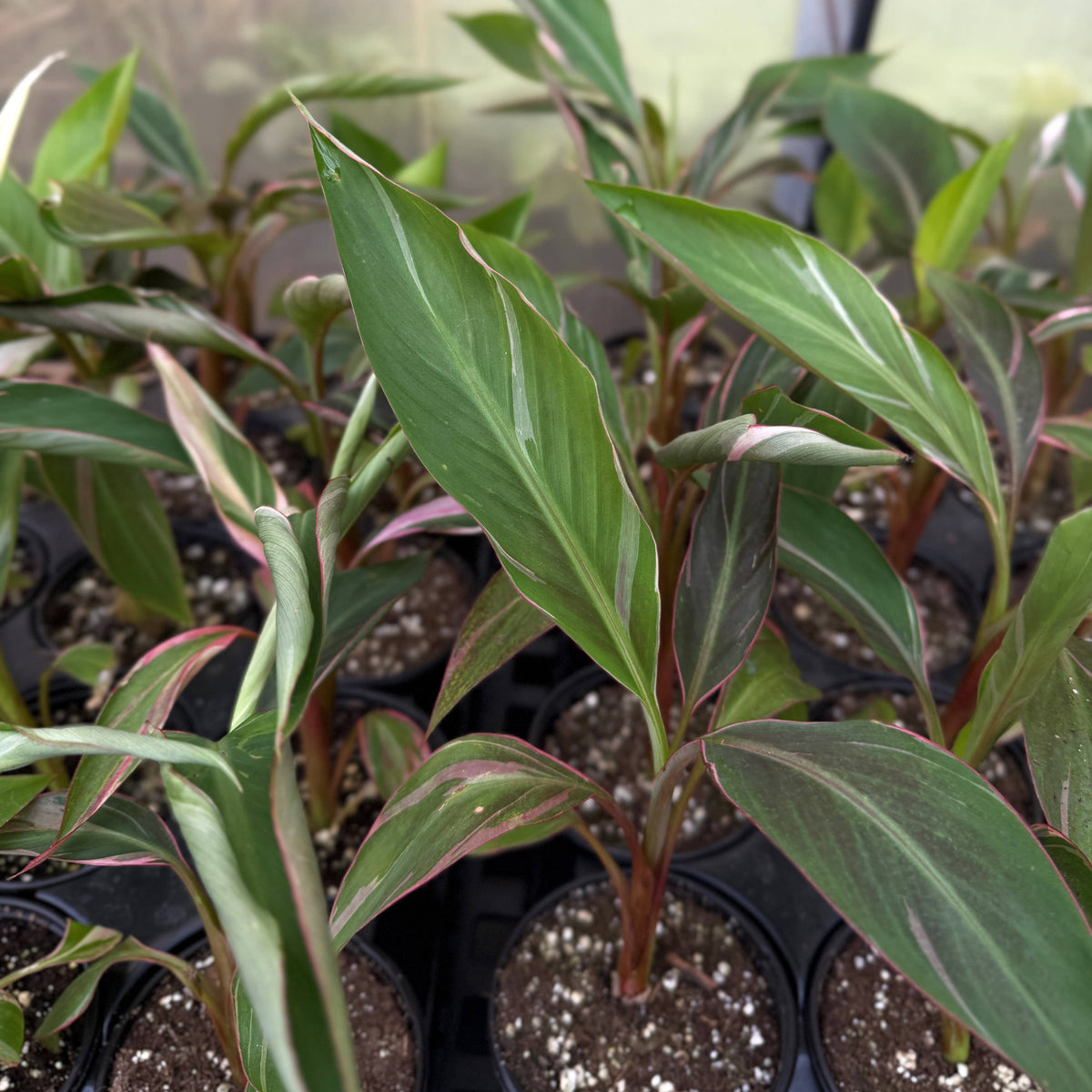 Pink Variegated Banana - Musa Nono Specimen - 4" Live Plant
