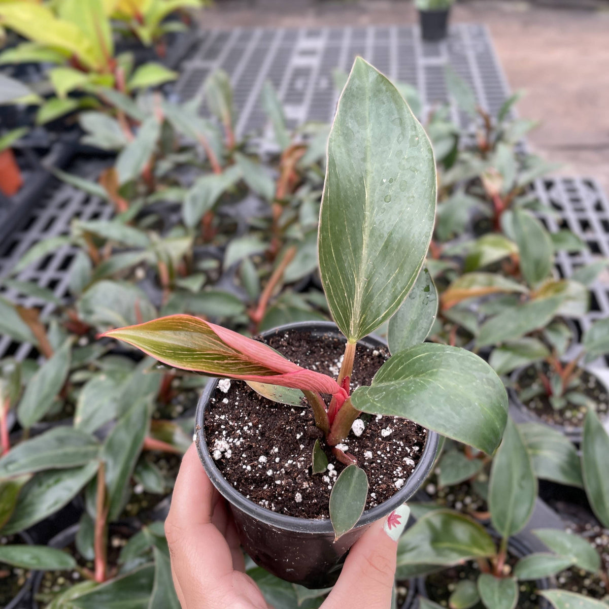 Kunzo bred Pink Philodendron Birkin - Live Plant - Rare