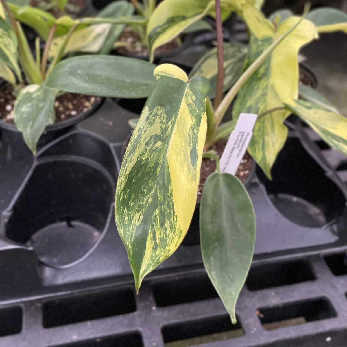 Variegated Florida Beauty Philodendron - 4" Live Rare Plant